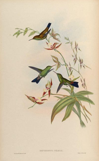 Erythronota feliciae = Amazilia tobaci feliciae af John Gould